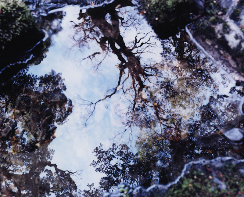 arbre